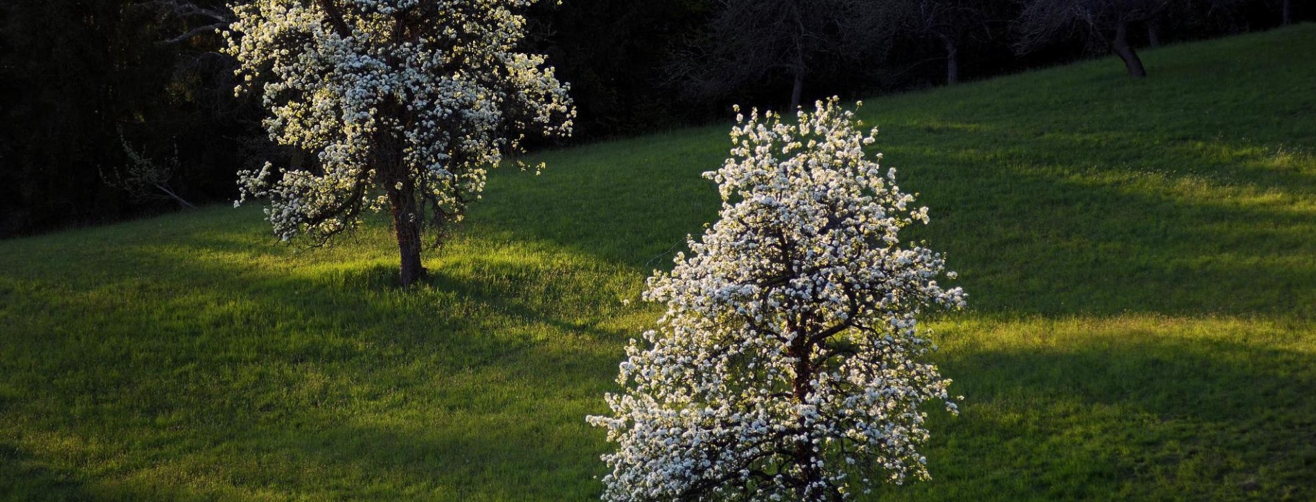 kulmlandcom--article-2325-4.jpeg; Christian Strassegger